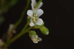 Green rockcress